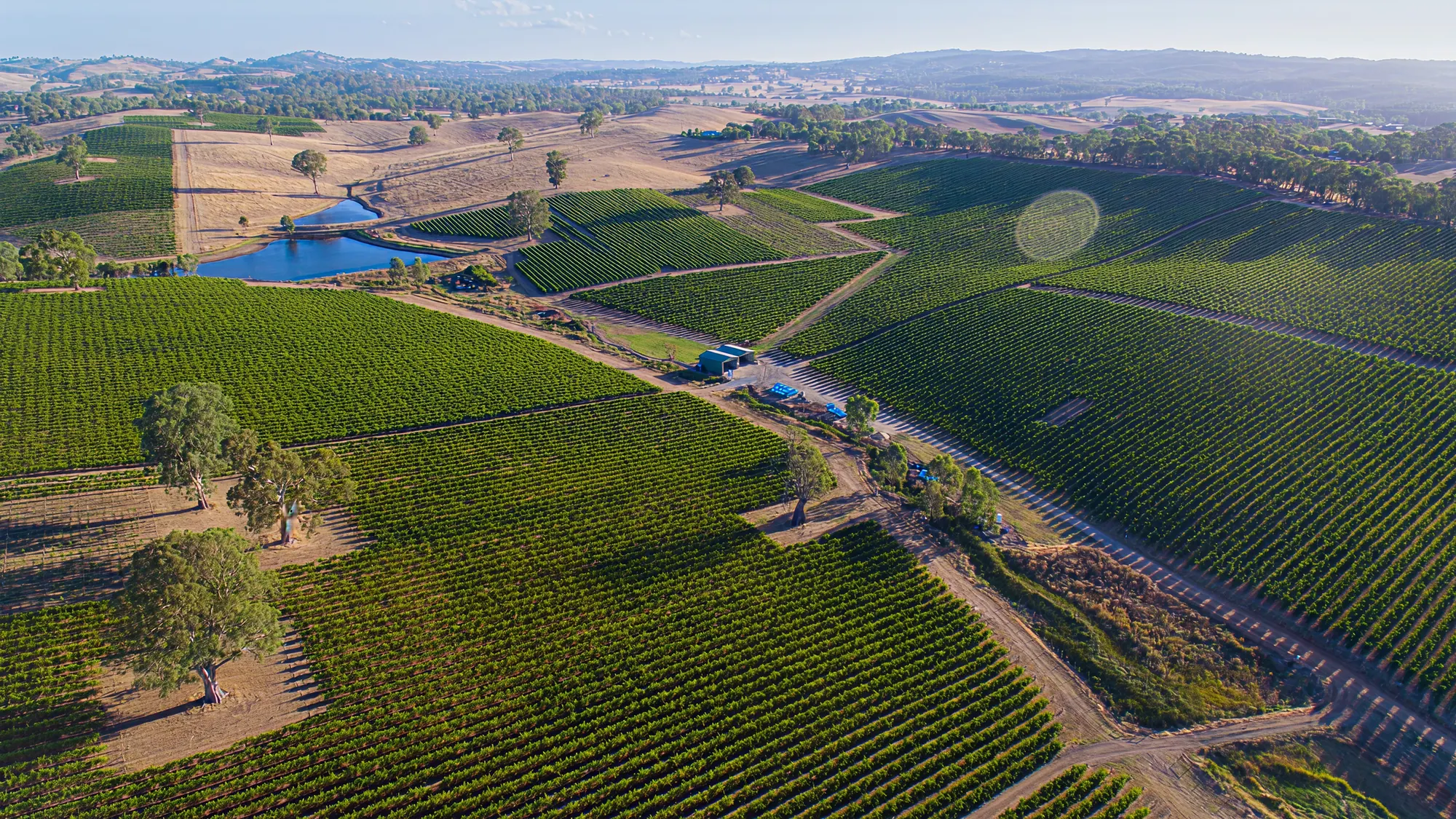 Amadio vineyards